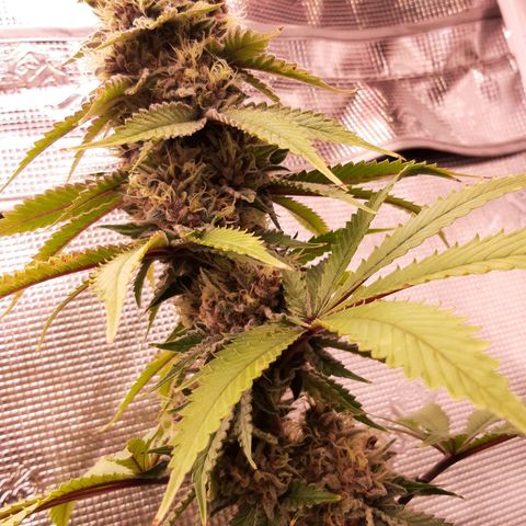 Pupil King growlog timeline photo
