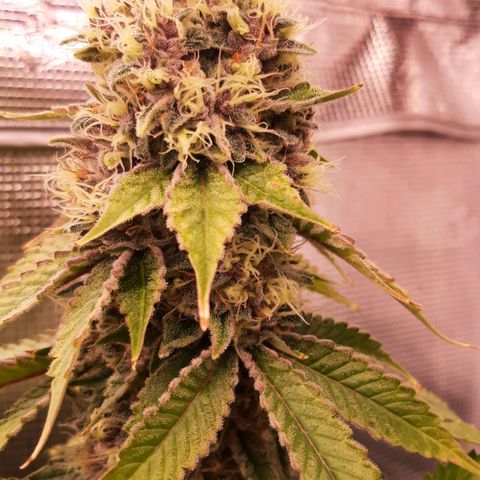 Pupil King growlog timeline photo