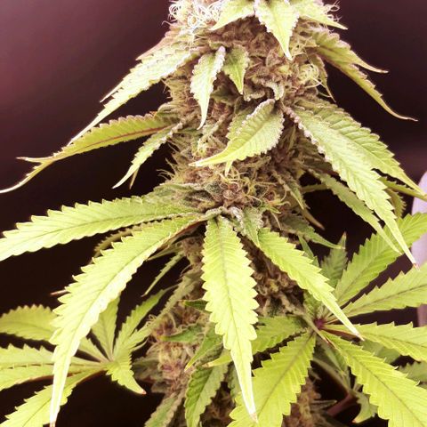 Pupil King growlog timeline photo