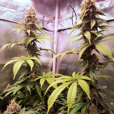 Pupil King growlog timeline photo