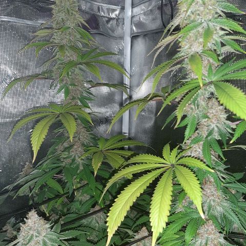 Pupil King growlog timeline photo