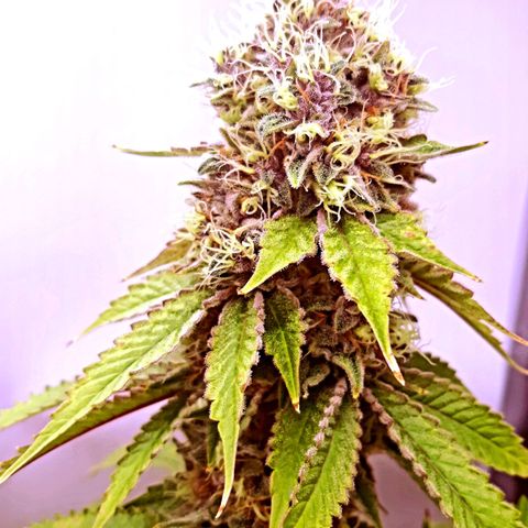 Pupil King growlog timeline photo