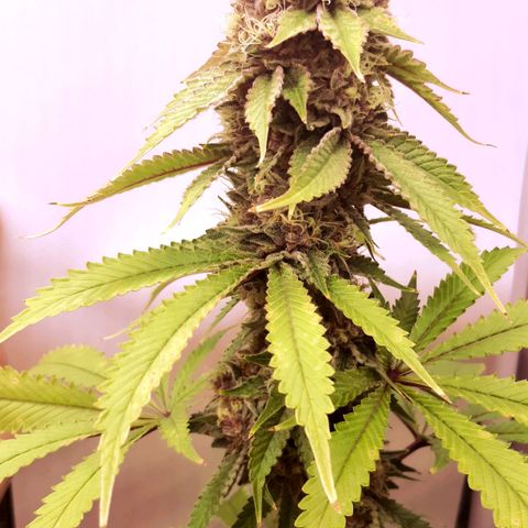 Pupil King growlog timeline photo