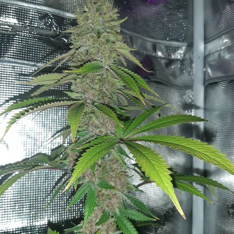 Pupil King growlog timeline photo