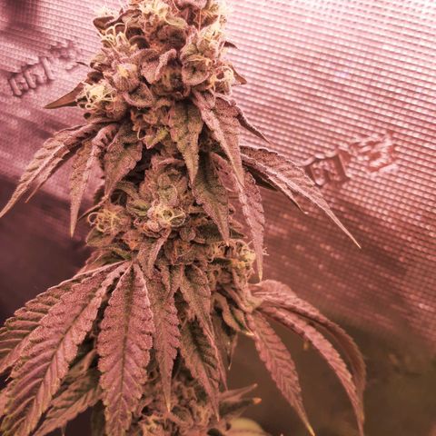 Deleted Scene growlog timeline photo