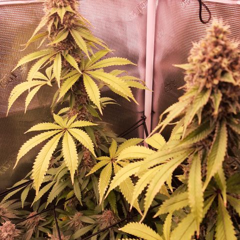 Pupil King growlog timeline photo