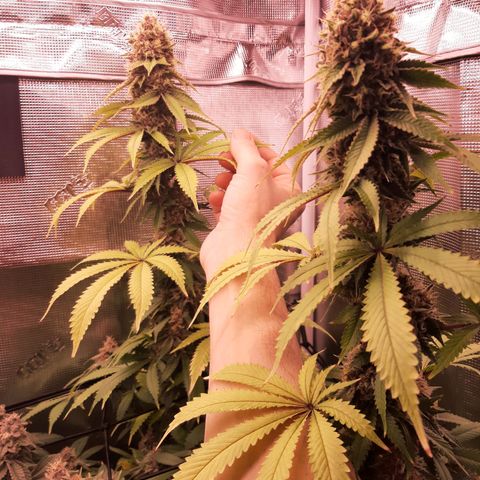 Pupil King growlog timeline photo