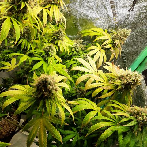 Chocolate Fire #2 growlog timeline photo
