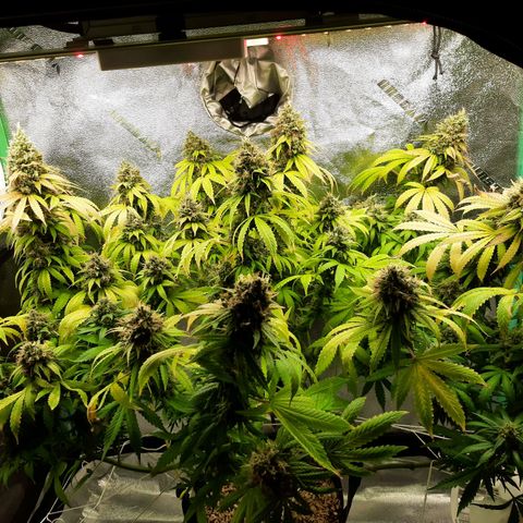 Chocolate Fire #2 growlog timeline photo