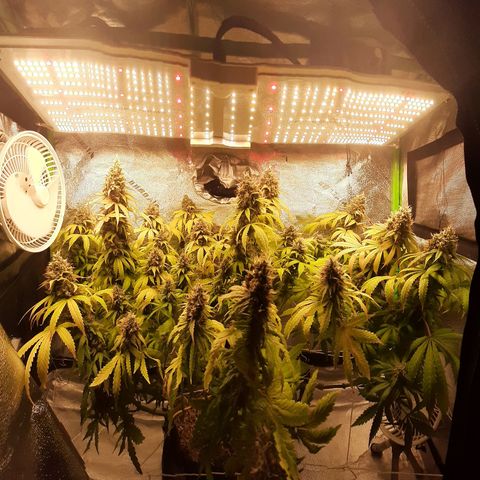 Chocolate Fire #2 growlog timeline photo