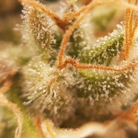 Chocolate Fire #2 growlog timeline photo
