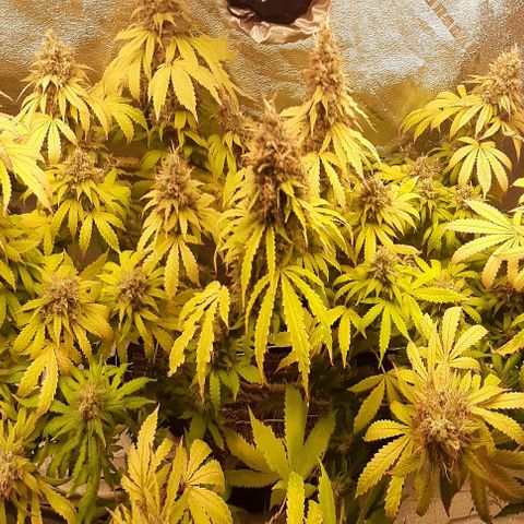 Chocolate Fire #2 growlog timeline photo