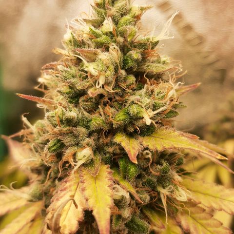 Chocolate Fire #2 growlog timeline photo