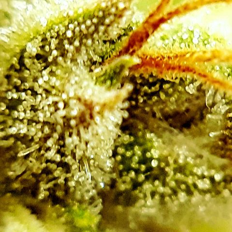 Chocolate Fire #2 growlog timeline photo