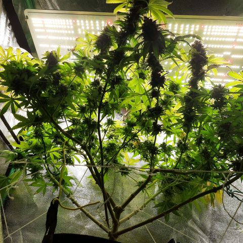 Chocolate Fire #2 growlog timeline photo