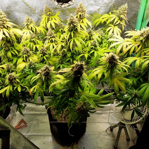 Chocolate Fire #2 growlog timeline photo