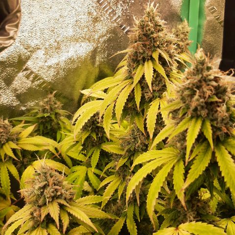 Chocolate Fire #2 growlog timeline photo