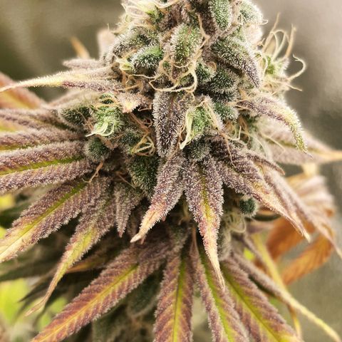 Tony Profit f3 (4) growlog timeline photo