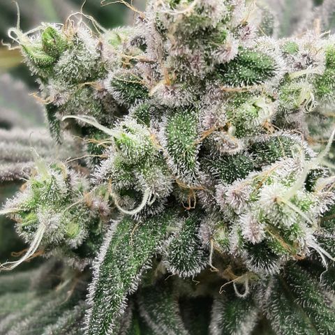Tony Profit f3 (4) growlog timeline photo