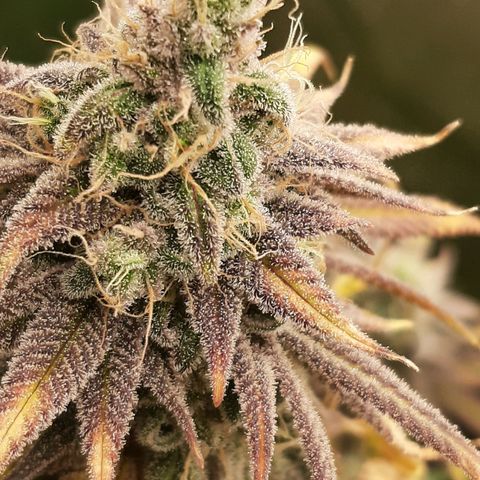 Tony Profit f3 (4) growlog timeline photo