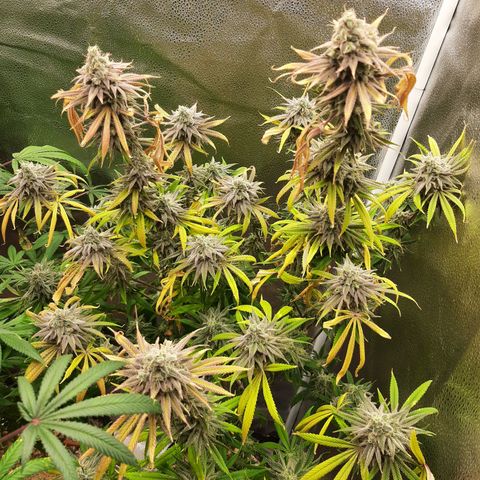 Tony Profit f3 (4) growlog timeline photo
