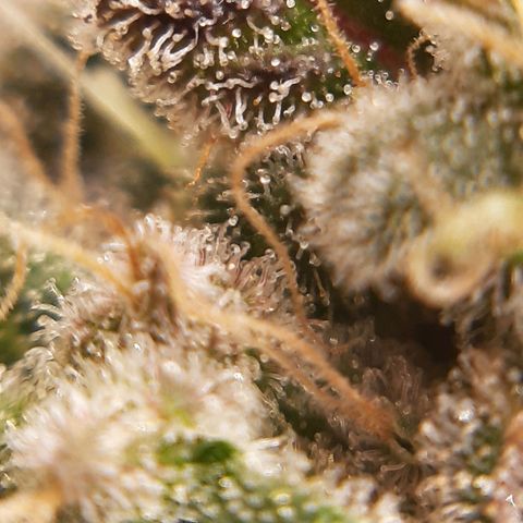 Tony Profit f3 (4) growlog timeline photo