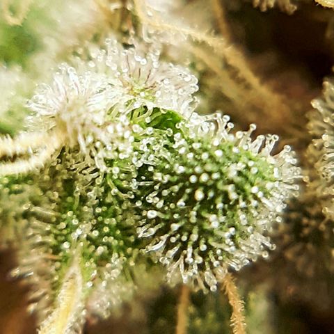 Tony Profit f3 (4) growlog timeline photo