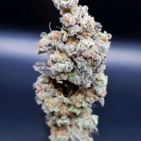 Krillans Kush  growlog timeline photo