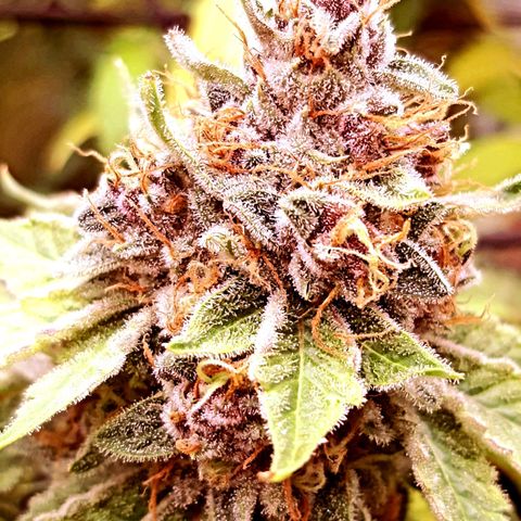 Pupil King growlog timeline photo