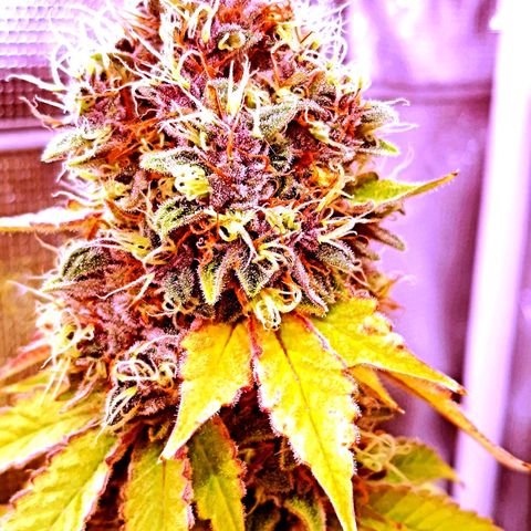 Pupil King growlog timeline photo