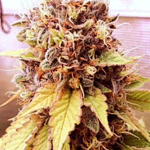 Pupil King growlog timeline photo