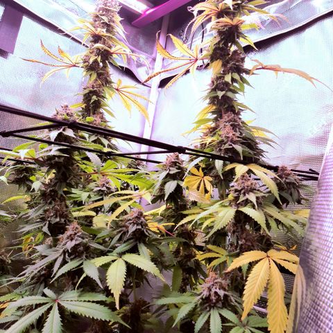 Pupil King growlog timeline photo