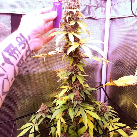 Pupil King growlog timeline photo