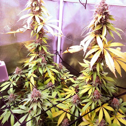 Pupil King growlog timeline photo