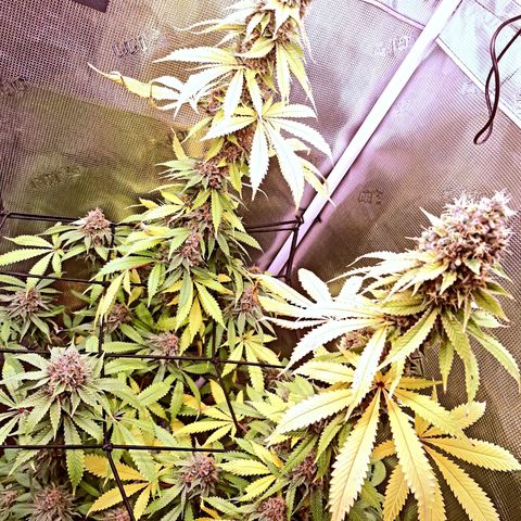 Pupil King growlog timeline photo