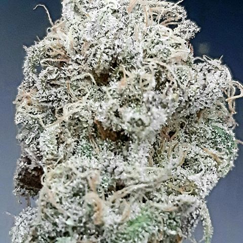 Tony Profit f3 (4) growlog timeline photo