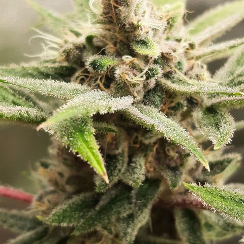 Tony Profit f3 (4) growlog timeline photo