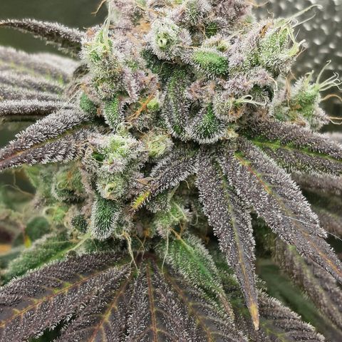Tony Profit f3 (4) growlog timeline photo