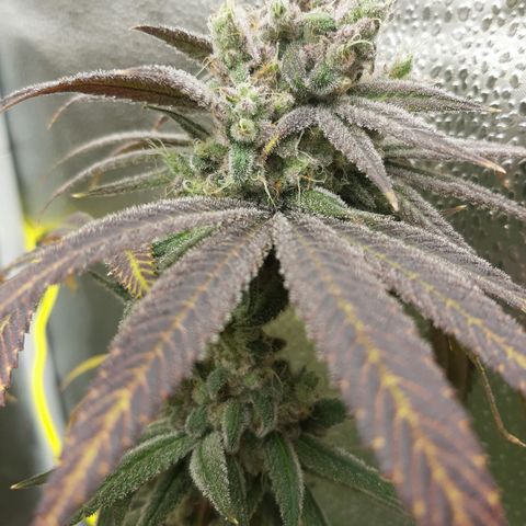 Tony Profit f3 (4) growlog timeline photo