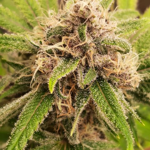 Tony Profit f3 (4) growlog timeline photo