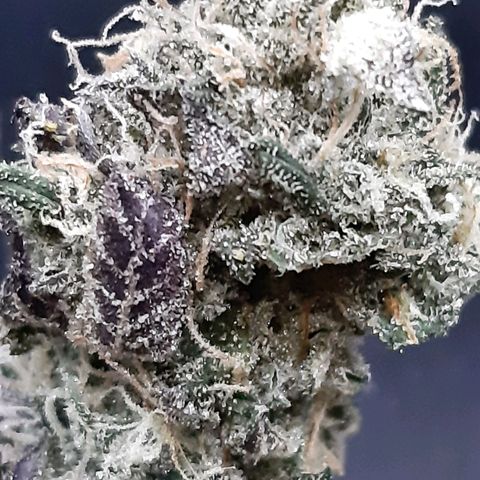 Pink Jelly growlog timeline photo