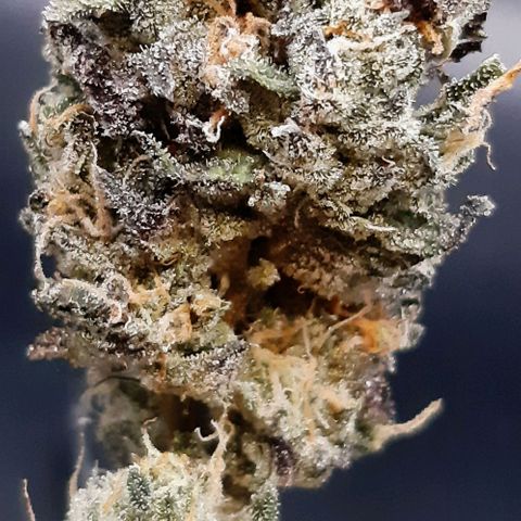 Pink Jelly growlog timeline photo