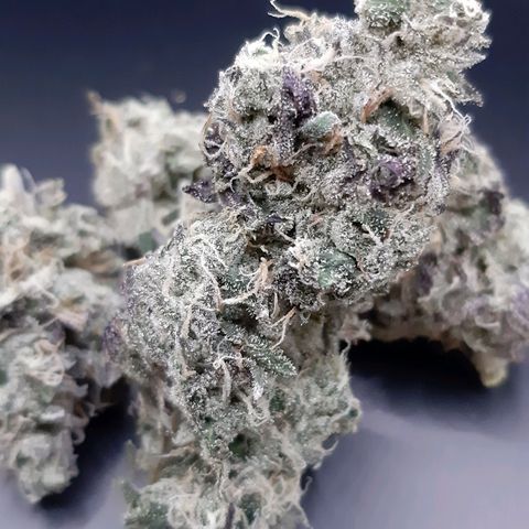 Pink Jelly growlog timeline photo