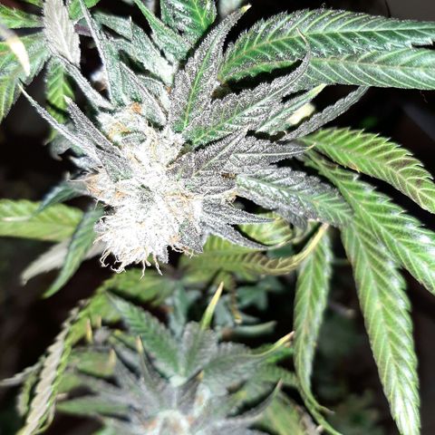 Black Queen Cookies growlog timeline photo