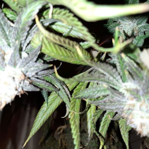 Black Queen Cookies growlog timeline photo