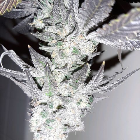 Deleted Scene growlog timeline photo