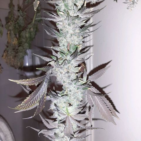 Deleted Scene growlog timeline photo