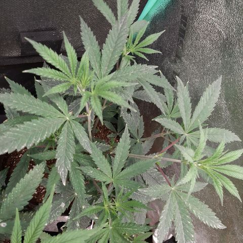 Pink Banana Trufflez growlog timeline photo