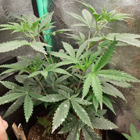 Pink Banana Trufflez growlog timeline photo