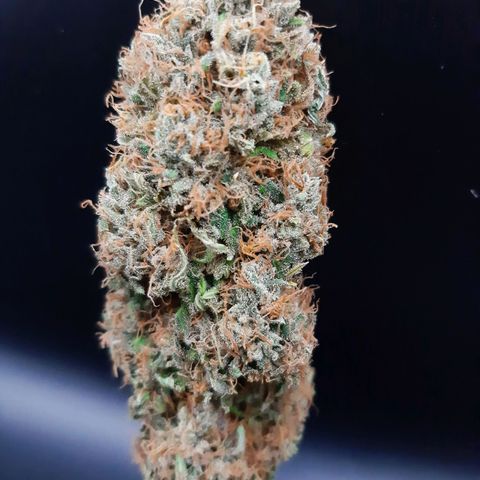 Chocolate Fire #2 growlog timeline photo